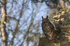sitting eagle owl
