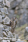 eagle owl