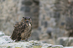 sitting eagle owl