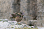 sitting eagle owl