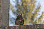 sitting eagle owl