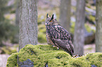 sitting eagle owl