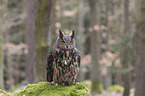 sitting eagle owl