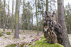sitting eagle owl