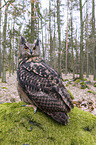 sitting eagle owl