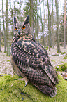 sitting eagle owl