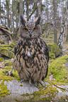 sitting eagle owl