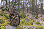 sitting eagle owl