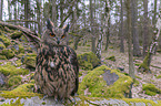 sitting eagle owl