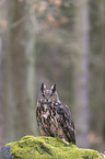 sitting eagle owl