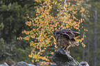 sitting eagle owl