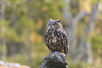 sitting eagle owl