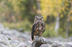 sitting eagle owl