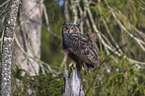 sitting eagle owl