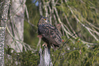 sitting eagle owl