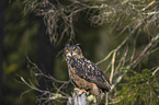 sitting eagle owl