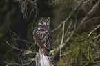 sitting eagle owl