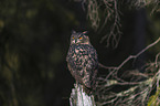 sitting eagle owl
