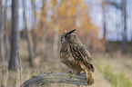 sitting Eurasian Eagle Owl