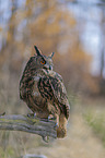 sitting Eurasian Eagle Owl