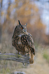 sitting Eurasian Eagle Owl