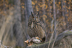 sitting Eurasian Eagle Owl