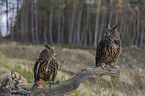 sitting Eurasian Eagle Owls