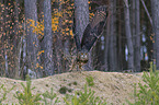 flying Eurasian Eagle Owl