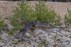 flying Eurasian Eagle Owl