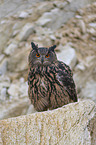 sitting Eurasian Eagle Owl