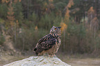 sitting Eurasian Eagle Owl