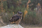 sitting Eurasian Eagle Owl