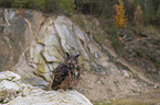 sitting Eurasian Eagle Owl
