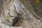 sitting Eurasian Eagle Owl