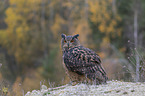 sitting Eurasian Eagle Owl