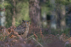 sitting Eurasian Eagle Owl