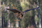 flying Eurasian Eagle Owl