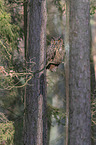sitting Eurasian Eagle Owl