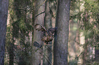 flying Eurasian Eagle Owl