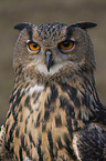 Eurasian Eagle Owl