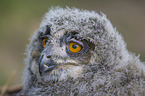 Eurasian Eagle Owl portrait