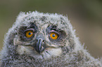 Eurasian Eagle Owl portrait