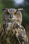 Eurasian Eagle Owl