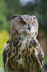 Eurasian Eagle Owl