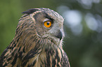 Eurasian Eagle Owl portrait