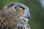 Eurasian Eagle Owl portrait