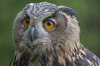 Eurasian Eagle Owl portrait