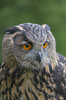 Eurasian Eagle Owl portrait