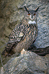 Eagle Owl