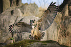 flying Eurasian Eagle Owl